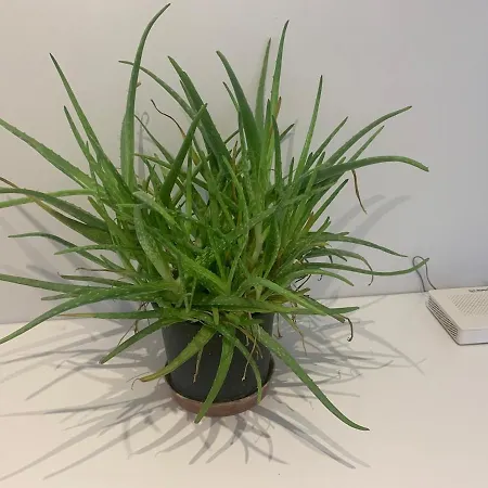 Big Flat 20 Minutes To Oldtown *